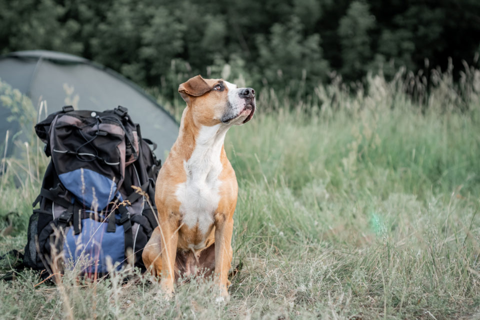 Backpack hiking with a dog: staffordshire terrier sits next to a tourist backpack at a camping site.