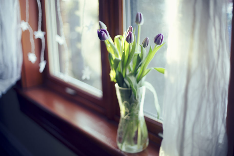 Tulips on a window sill