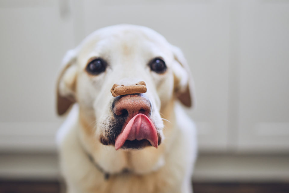 Dog balancing dog biscuit on his nose