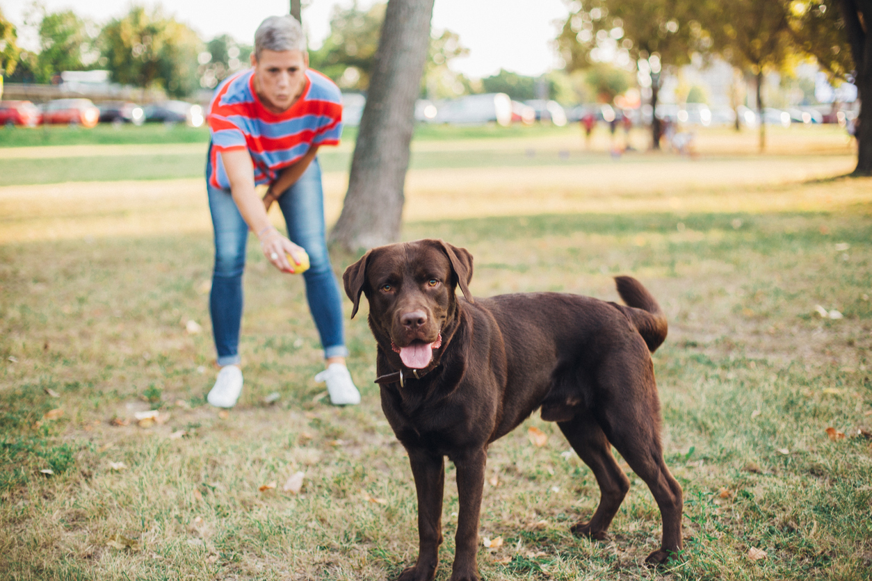 Portrait of a beautiful Labrador playing with his owner