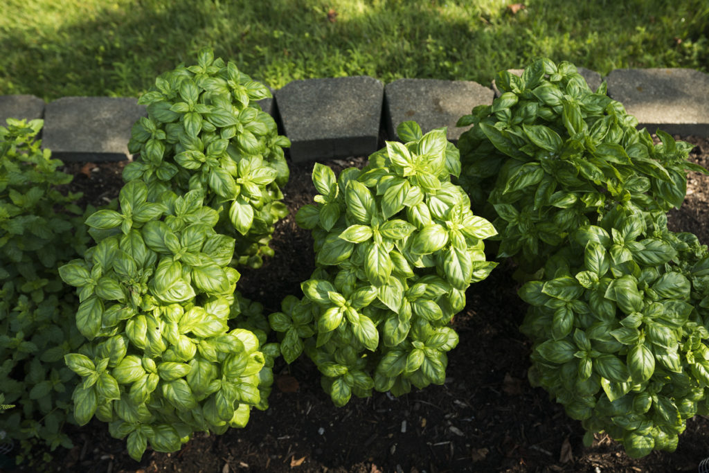 Healthy herb garden