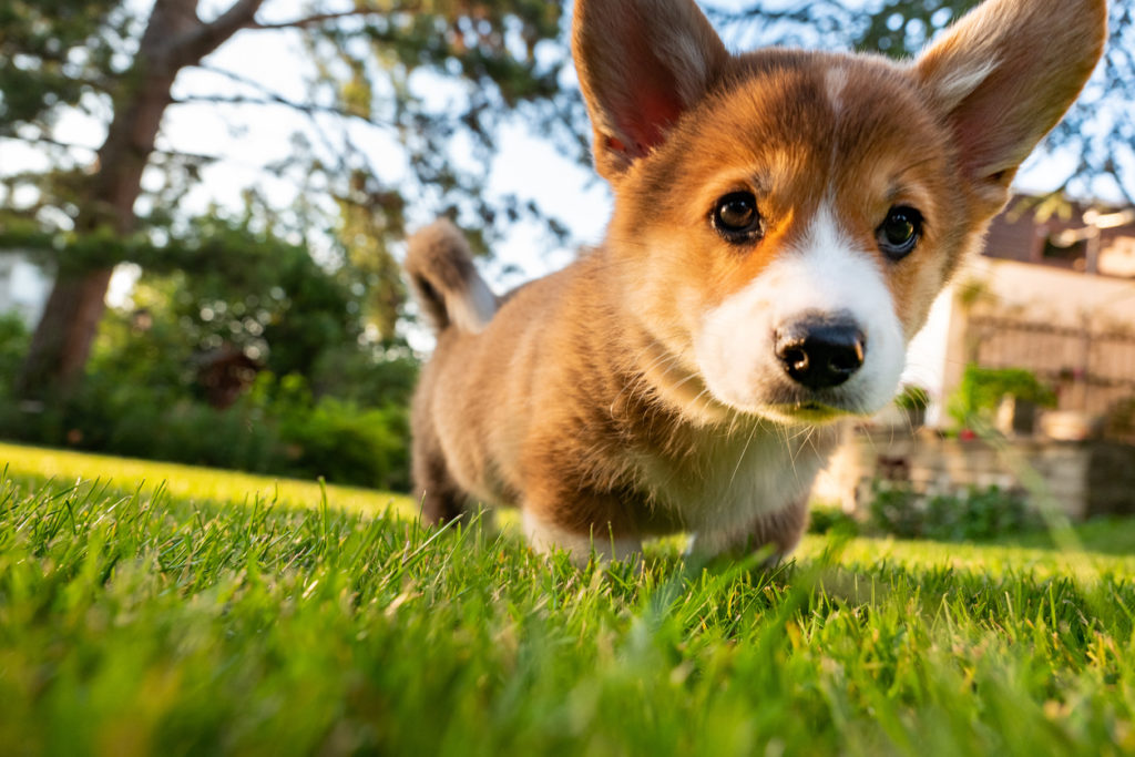 Corgi puppy up close in the grass