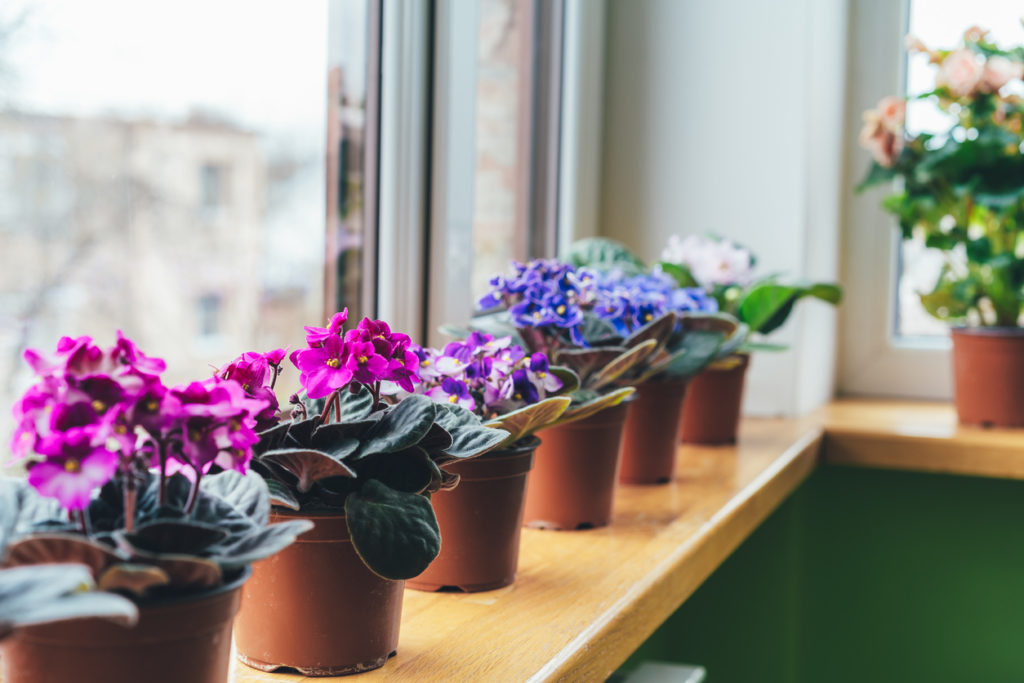 African violet. Home mini potted plants on the windowsill. Flowering saintpaulias